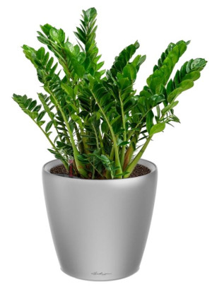 Potted Zamioculcas House Plant in LECHUZA CLASSICO LS Silver Metallic Self-watering Planter, Total Height 40 cm