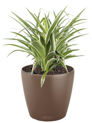 Potted Chlorophytum Atlantic House Plant in LECHUZA CLASSICO Color Nutmeg Self-watering Planter, Total Height 35 cm
