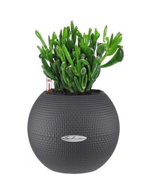 Potted Crassula Ovata Hobbit Money House Plant in LECHUZA-PURO Slate Self-watering Planter, Total Height 30 cm