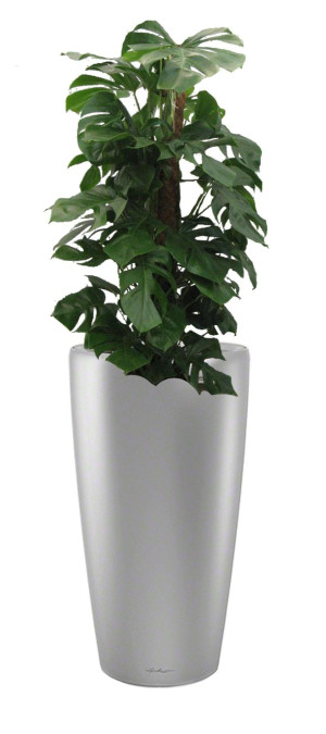 Potted Monstera Deliciosa House Plant in LECHUZA RONDO Silver Metallic Self-watering Planter, Total Height 150 cm