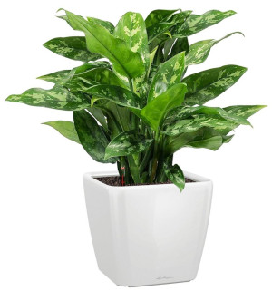 Potted Aglaonema Maria House Plant in LECHUZA QUADRO LS White High Gloss Self-watering Planter, Total Height 60 cm