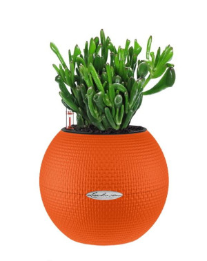 Potted Crassula Ovata Hobbit Money House Plant in LECHUZA-PURO Blood Orange Self-watering Planter, Total Height 30 cm