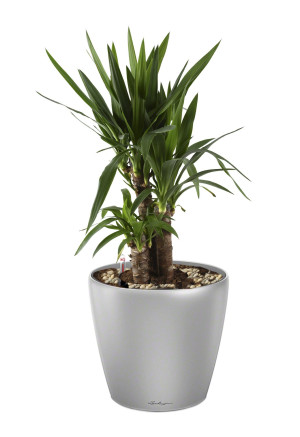 Potted Yucca House Plant in LECHUZA CLASSICO LS Silver Metallic Self-watering Planter, Total Height 80 cm