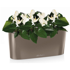 Potted Blooming Anthurium Andraeanum White House Plant in LECHUZA DELTA Shiny Taupe Self-watering Planter, Total Height 45 cm
