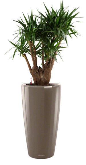 Potted Yucca House Plant in LECHUZA RONDO Shiny Taupe Self-watering Planter, Total Height 180 cm