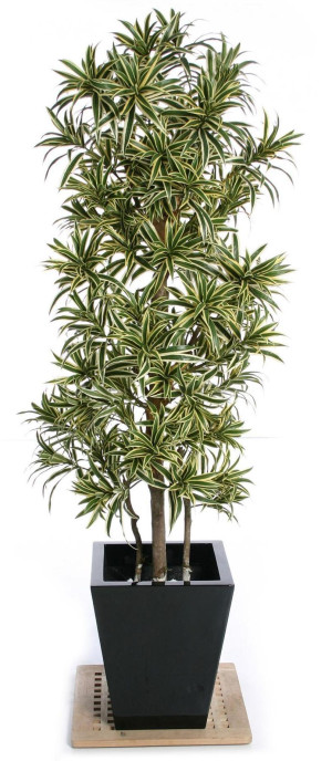 Dracaena Song of India Flame Retardant Artificial Tree Plant 180 cm