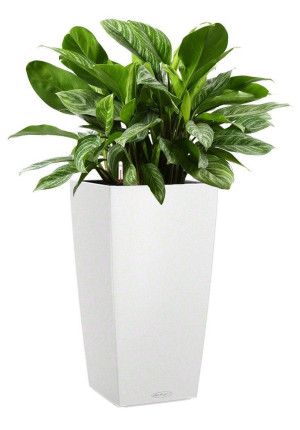 Potted Aglaonema Stripes House Plant in LECHUZA CUBICO Color White Self-watering Planter, Total Height 90 cm