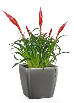Potted Blooming Scarlet Vriesea House Plant in LECHUZA QUADRO LS Charcoal Metallic Self-watering Planter, Total Height 50 cm