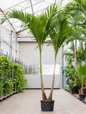 Lush Manila Palm Veitchia (Adonidia) merrillii Indoor House Plants W180 H(240-300) cm, Potsize D45 cm