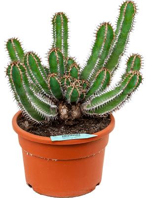 Easy-Care African Milk Tree Euphorbia avasmontana Indoor House Plants W45 H(47-55) cm, Potsize D27 cm