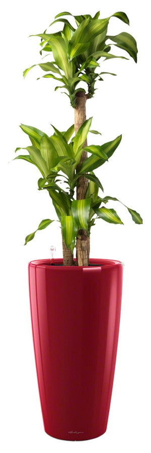 Potted Dracaena Fragrans Massangeana House Plant in LECHUZA RONDO Scarlet Red High Gloss Self-watering Planter, Total Height 160 cm