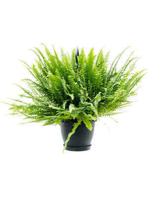 Shade-loving Boston Fern Nephrolepis exaltata \'Green Lady\' Indoor House Plants W50 H(50-60) cm, Potsize D20 cm