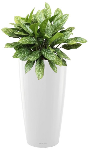 Potted Aglaonema Stripes House Plant in LECHUZA RONDO White High Gloss Self-watering Planter, Total Height 80 cm
