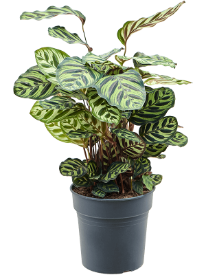 Showy Pin-Stripe Calathea makoyana Indoor House Plants W40 H(64-75) cm, Potsize D24 cm