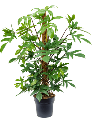 Lush Heart-Leaf Philodendron pedatum Indoor House Plants W55 H(80-100) cm, Potsize D21 cm