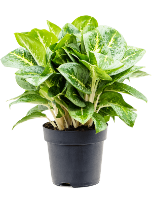 Aglaonema \'Lemon Mint\' W35 H(38-45) cm, Potsize D19 cm
