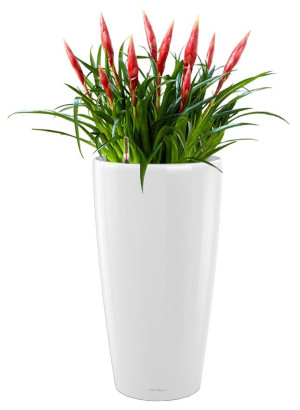 Potted Blooming Vriesea Astrid House Plant in LECHUZA RONDO White High Gloss Self-watering Planter, Total Height 90 cm
