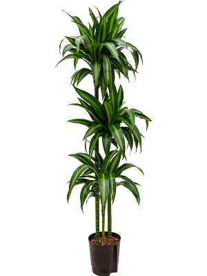 Dracaena fragrans \'Hawaiian Sunshine\' W35 H(110-140) cm Live Plant, Potsize D18 cm