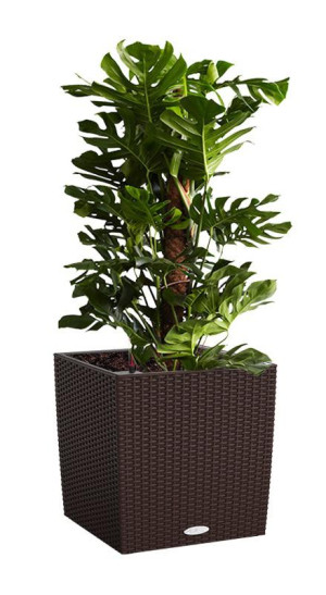 Potted Monstera Deliciosa House Plant in LECHUZA CUBE Cottage Mocha Self-watering Planter, Total Height 160 cm