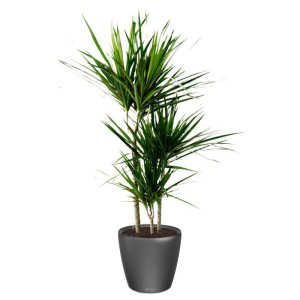 Potted Dracaena Marginata House Plant in LECHUZA CLASSICO LS Charcoal Metallic Self-watering Planter, Total Height 120 cm