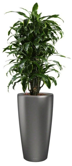 Potted Dracaena Fragrans Arturo House Plant in LECHUZA RONDO Charcoal Metallic Self-watering Planter, Total Height 160 cm