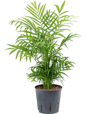 Chamaedorea elegans Parlour Palm W15 H(30-35) cm Live Plant, Potsize D13 cm