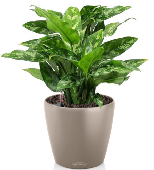 Potted Aglaonema Maria House Plant in LECHUZA CLASSICO Color Sand Brown Self-watering Planter, Total Height 35 cm