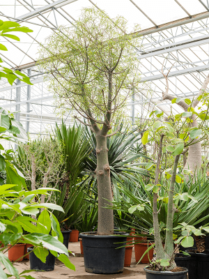 Queensland Bottle Tree Brachychiton rupestris W120 H(260-325) cm, Potsize D65 cm