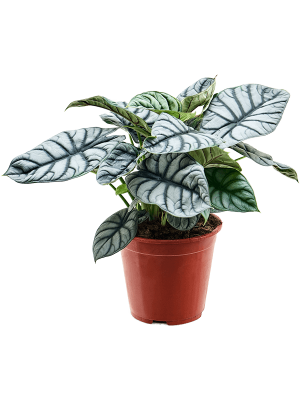 Lush Elephant Ear Alocasia \'Silver Dragon\' Indoor House Plants W40 H(30-35) cm, Potsize D19 cm