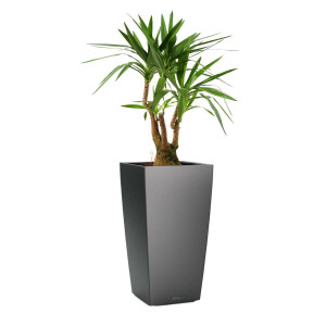 Potted Yucca House Plant in LECHUZA CUBICO Charcoal Metallic Self-watering Planter, Total Height 110 cm