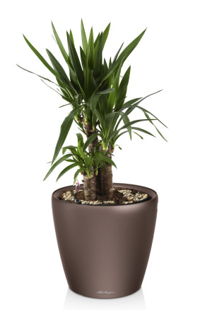 Potted Yucca House Plant in LECHUZA CLASSICO LS Espresso Metallic Self-watering Planter, Total Height 80 cm