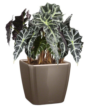 Potted Alocasia Polly House Plant in LECHUZA QUADRO LS Shiny Taupe Self-watering Planter, Total Height 70 cm