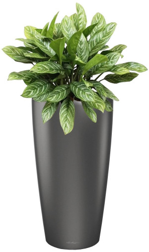 Potted Aglaonema Stripes House Plant in LECHUZA RONDO Charcoal Metallic Self-watering Planter, Total Height 80 cm
