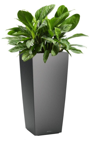 Potted Aglaonema Stripes House Plant in LECHUZA CUBICO Charcoal Metallic Self-watering Planter, Total Height 125 cm