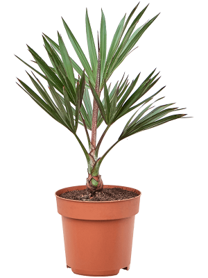 Easy-Care Cute Red Latan Latania lontaroides Indoor House Plants W40 H(64-75) cm, Potsize D27 cm