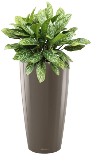 Potted Aglaonema Stripes House Plant in LECHUZA RONDO Shiny Taupe Self-watering Planter, Total Height 80 cm