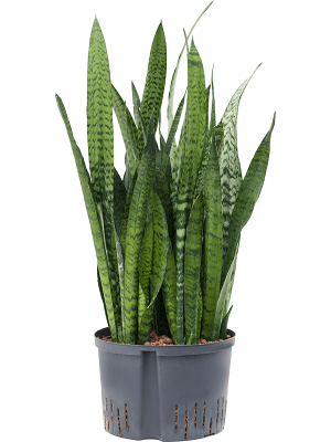 Sansevieria zeylanica Snake Plant W35 H(72-85) cm Live Plant, Potsize D28 cm