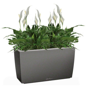 Potted Blooming Spathiphyllum Chopin House Plant in LECHUZA CARARO Charcoal Metallic Self-watering Planter, Total Height 70 cm