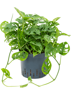 Monstera obliqua Swiss Cheese Plant W40 H(38-45) cm Live Plant, Potsize D22 cm