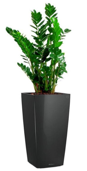 Potted Zamioculcas Zamiifolia House Plant in LECHUZA CUBICO Black High Gloss Self-watering Planter, Total Height 150 cm