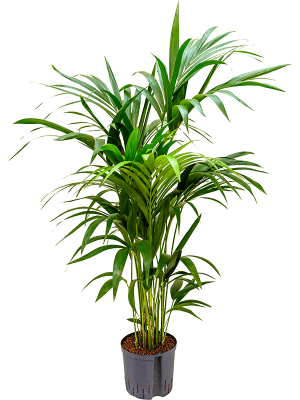 Kentia (Howea) forsteriana Palm W70 H(110-140) cm Live Plant, Potsize D22 cm
