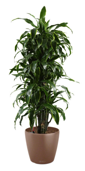 Potted Dracaena Fragrans Arturo House Plant in LECHUZA CLASSICO Color Nutmeg Self-watering Planter, Total Height 160 cm