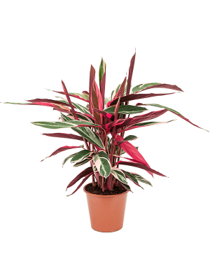 Colorful Triostar Stromanthe Sanguinea \'Triostar\' Indoor House Plants W45 H(47-55) cm, Potsize D19 cm