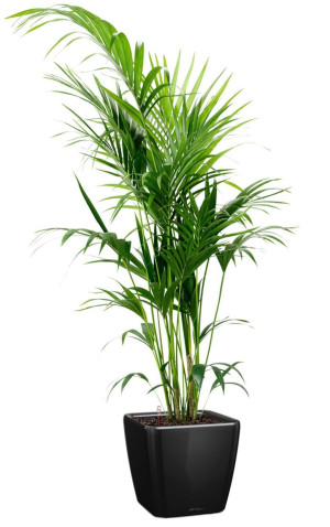 Potted Howea Forsteriana House Plant in LECHUZA QUADRO LS Black High Gloss Self-watering Planter, Total Height 160 cm