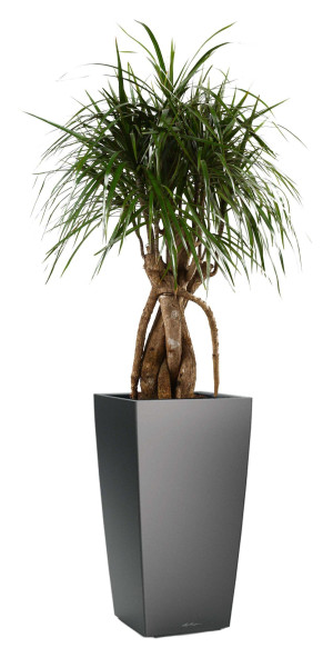 Potted Dracaena Marginata House Plant in LECHUZA CUBICO Charcoal Metallic Self-watering Planter, Total Height 150 cm
