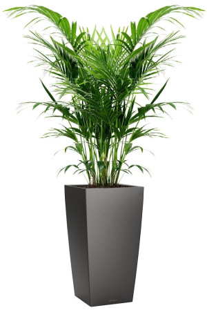 Potted Howea Forsteriana House Plant in LECHUZA CUBICO Charcoal Metallic Self-watering Planter, Total Height 150 cm