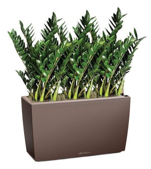 Potted Zamioculcas Green Wall House Plant in LECHUZA CARARO Espresso Metallic Self-watering Planter, Total Height 110 cm