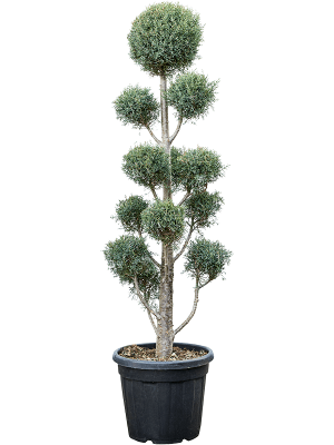 Cupressus arizonica \'Fastigiata\' W60 H(148-185) cm, Potsize D45 cm