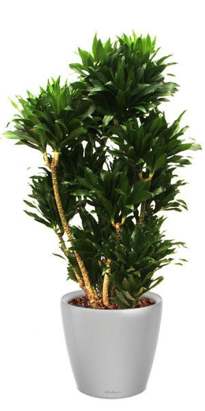 Potted Dracaena Fragrans Compacta House Plant in LECHUZA CLASSICO LS Silver Metallic Self-watering Planter, Total Height 105 cm