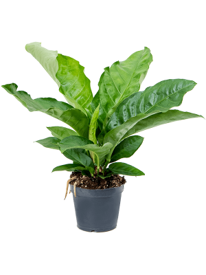 Lush Flamingo Flower Anthurium elipticum \'Jungle Bush\' Indoor House Plants W40 H(47-55) cm, Potsize D17 cm